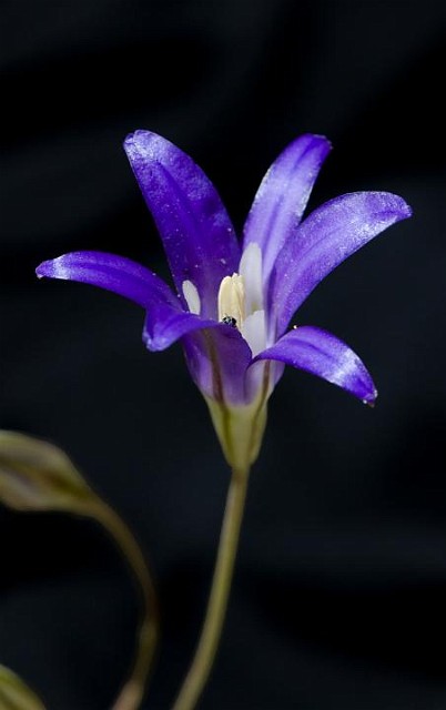 Brodiaea elegans - Elegant Brodiaea.jpg